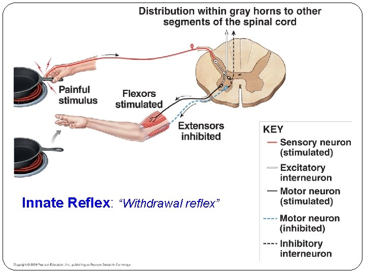 Innate Reflex: “Withdrawal reflex” Innate Reflex: “Withdrawal reflex”