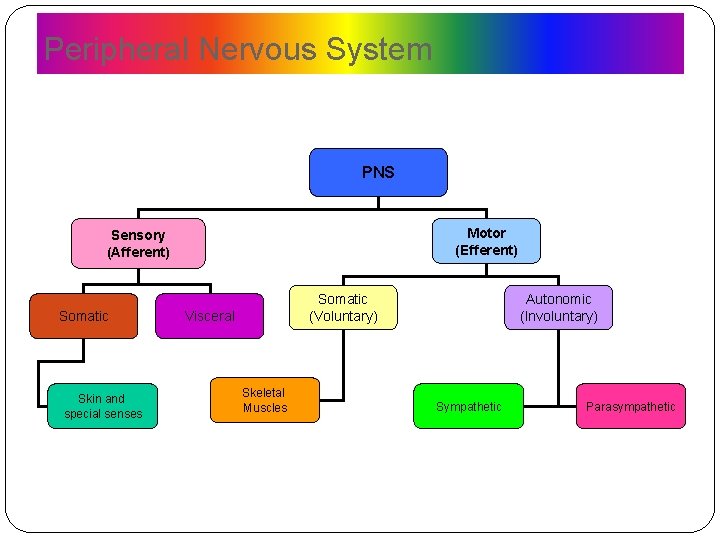 Peripheral Nervous System PNS Motor (Efferent) Sensory (Afferent) Somatic Skin and special senses Somatic Peripheral Nervous System PNS Motor (Efferent) Sensory (Afferent) Somatic Skin and special senses Somatic