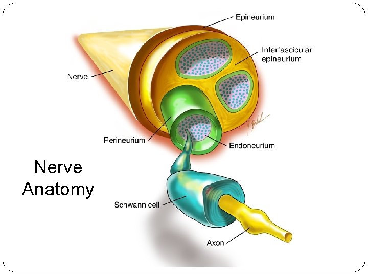 Nerve Anatomy Nerve Anatomy