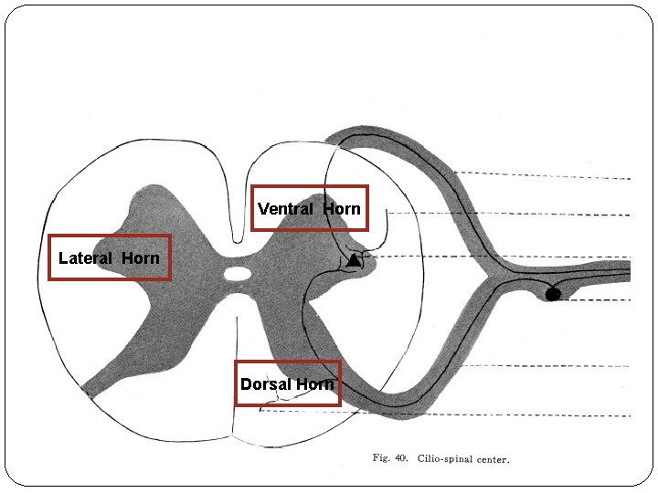 Ventral Horn Lateral Horn Dorsal Horn Ventral Horn Lateral Horn Dorsal Horn