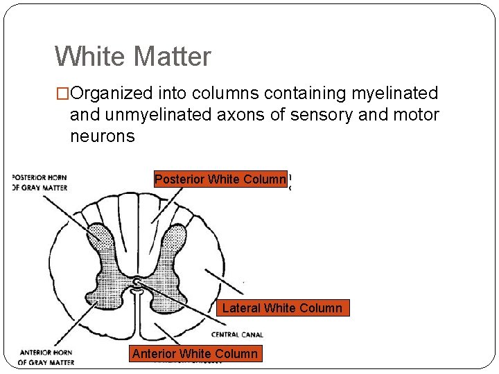 White Matter �Organized into columns containing myelinated and unmyelinated axons of sensory and motor White Matter �Organized into columns containing myelinated and unmyelinated axons of sensory and motor
