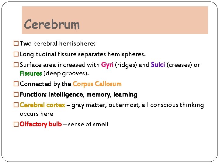 Cerebrum � Two cerebral hemispheres � Longitudinal fissure separates hemispheres. � Surface area increased Cerebrum � Two cerebral hemispheres � Longitudinal fissure separates hemispheres. � Surface area increased