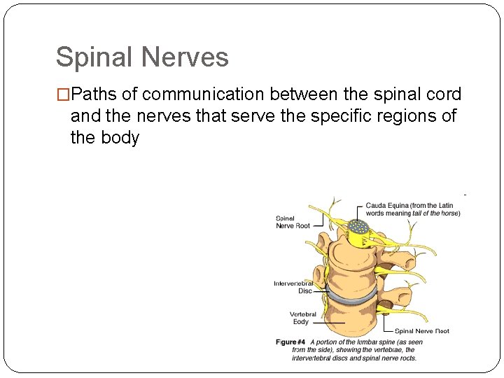 Spinal Nerves �Paths of communication between the spinal cord and the nerves that serve Spinal Nerves �Paths of communication between the spinal cord and the nerves that serve