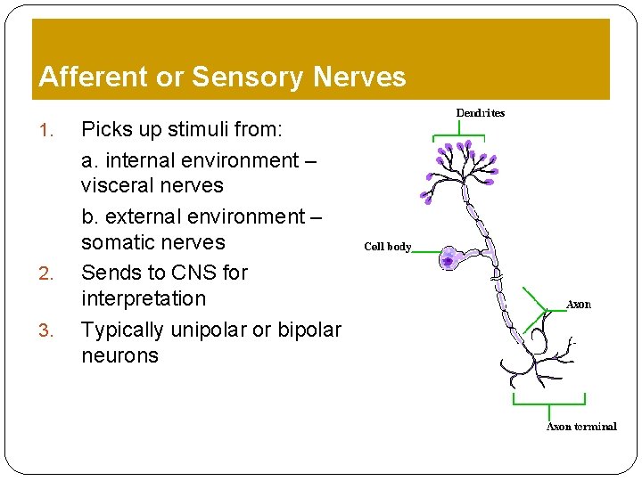 Afferent or Sensory Nerves 1. 2. 3. Picks up stimuli from: a. internal environment Afferent or Sensory Nerves 1. 2. 3. Picks up stimuli from: a. internal environment