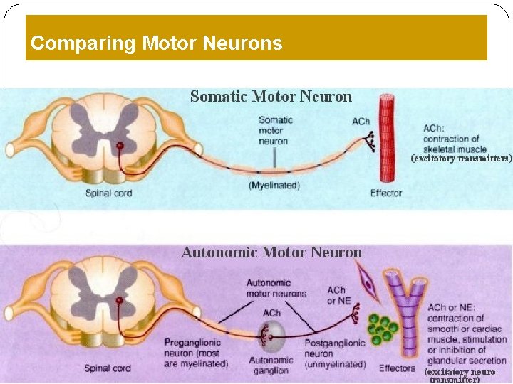Comparing Motor Neurons Comparing Motor Neurons