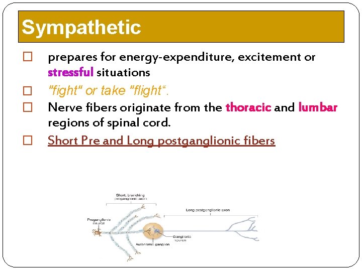 Sympathetic � prepares for energy-expenditure, excitement or stressful situations � "fight" or take "flight“. Sympathetic � prepares for energy-expenditure, excitement or stressful situations � "fight" or take "flight“.