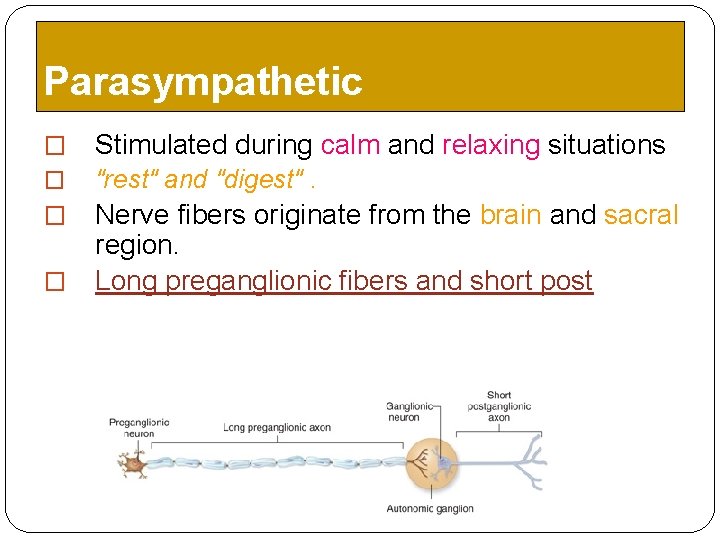 Parasympathetic � Stimulated during calm and relaxing situations � "rest" and "digest". Nerve fibers Parasympathetic � Stimulated during calm and relaxing situations � "rest" and "digest". Nerve fibers
