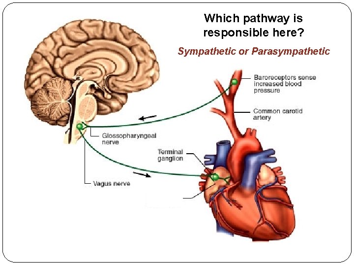 Which pathway is responsible here? Sympathetic or Parasympathetic Which pathway is responsible here? Sympathetic or Parasympathetic