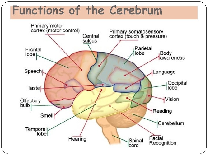 Functions of the Cerebrum Functions of the Cerebrum