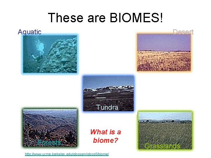 These are BIOMES! Aquatic Desert Tundra Forests What is a biome? http: //www. ucmp.