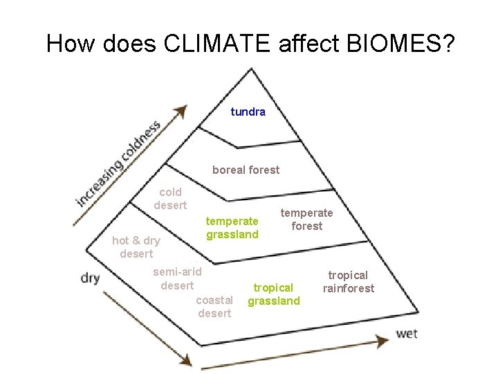 How does CLIMATE affect BIOMES? tundra boreal forest cold desert hot & dry desert