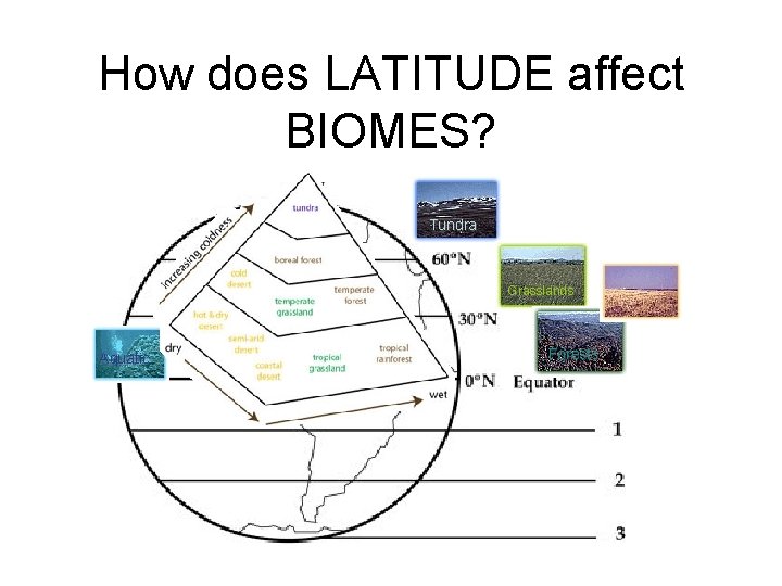How does LATITUDE affect BIOMES? Tundra Grasslands Desert Aquatic Forests 