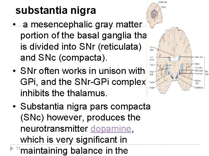 substantia nigra • a mesencephalic gray matter portion of the basal ganglia that is