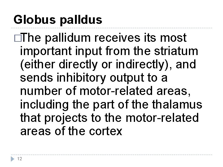 Globus palldus �The pallidum receives its most important input from the striatum (either directly