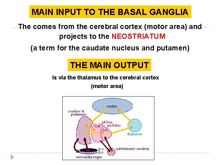 MAIN INPUT TO THE BASAL GANGLIA The comes from the cerebral cortex (motor area)