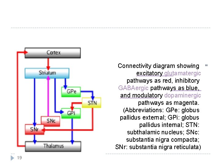 Connectivity diagram showing excitatory glutamatergic pathways as red, inhibitory GABAergic pathways as blue, and