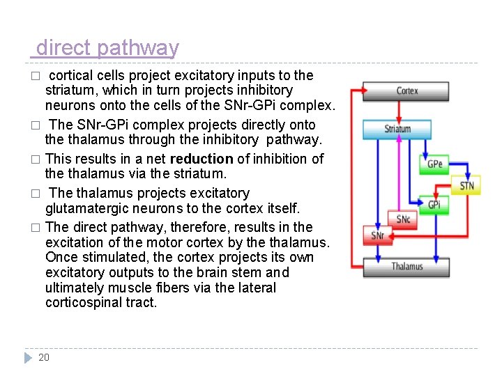 direct pathway cortical cells project excitatory inputs to the striatum, which in turn projects