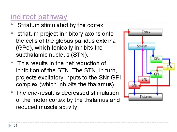 indirect pathway Striatum stimulated by the cortex, striatum project inhibitory axons onto the cells