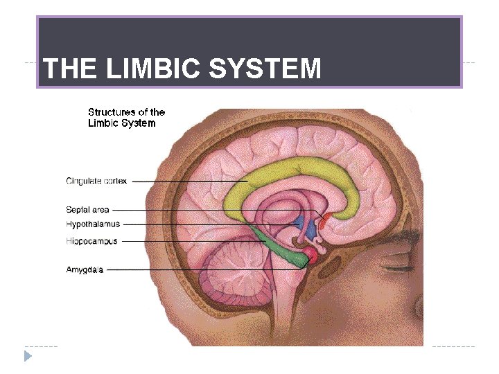 THE LIMBIC SYSTEM 