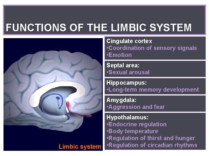 FUNCTIONS OF THE LIMBIC SYSTEM Cingulate cortex: • Coordination of sensory signals • Emotion