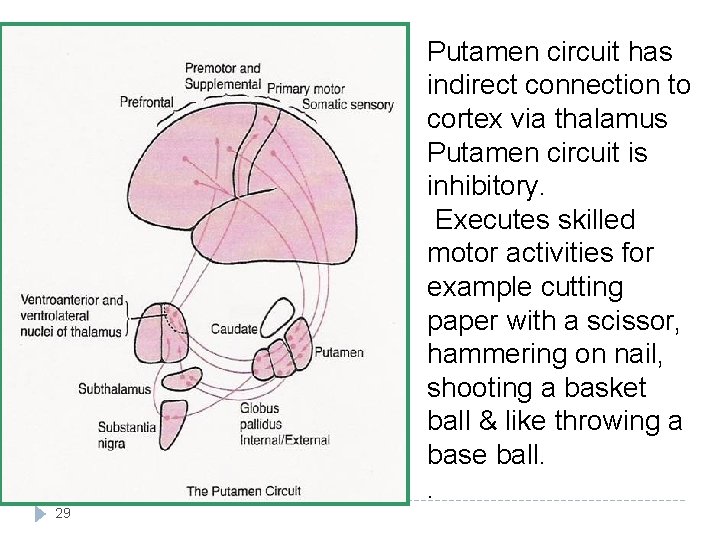 Putamen circuit has indirect connection to cortex via thalamus Putamen circuit is inhibitory. Executes