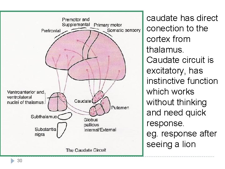 caudate has direct conection to the cortex from thalamus. Caudate circuit is excitatory, has