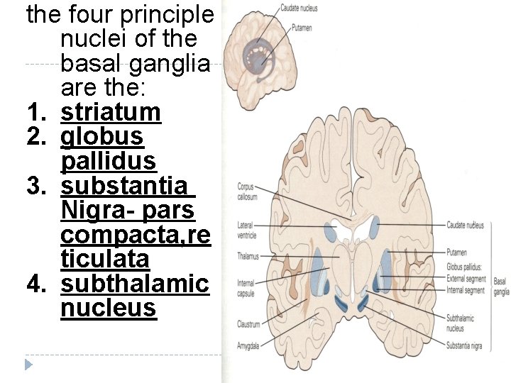 the four principle nuclei of the basal ganglia are the: 1. striatum 2. globus