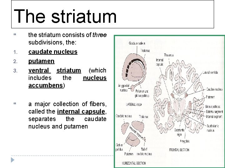 The striatum the striatum consists of three subdivisions, the: 1. caudate nucleus putamen ventral