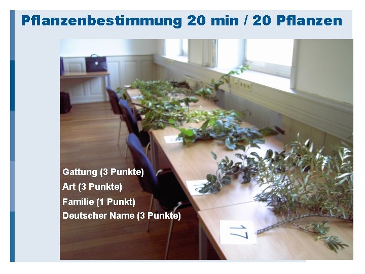 Pflanzenbestimmung 20 min / 20 Pflanzen Gattung (3 Punkte) Art (3 Punkte) Familie (1
