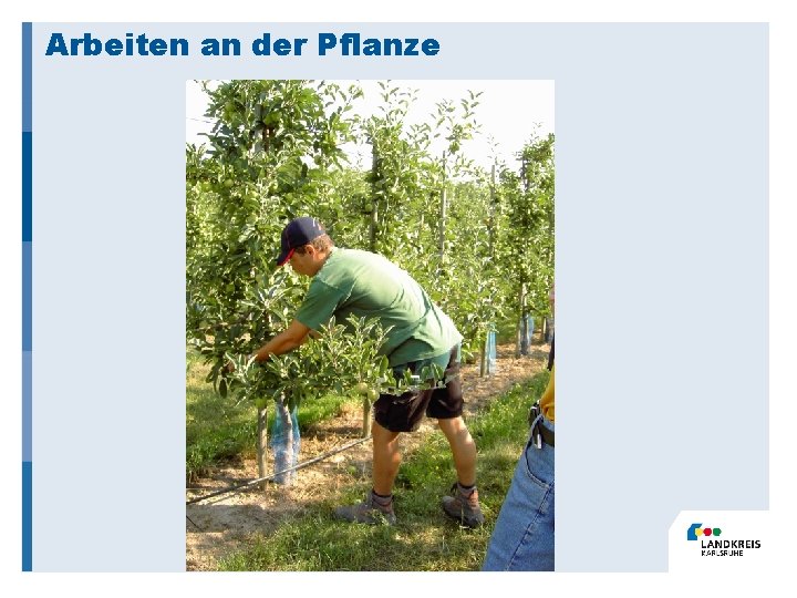 Arbeiten an der Pflanze 