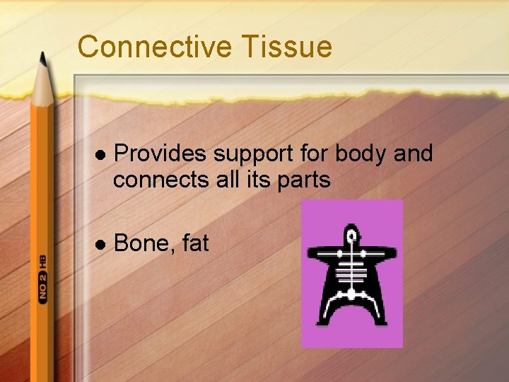 Connective Tissue l Provides support for body and connects all its parts l Bone,