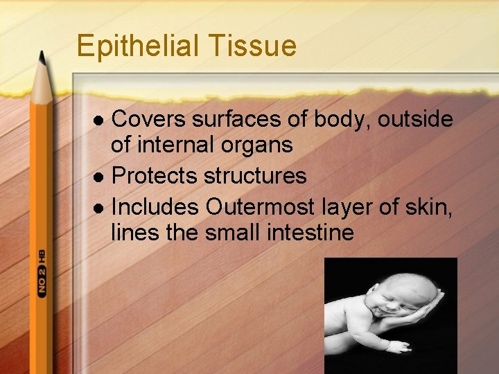 Epithelial Tissue Covers surfaces of body, outside of internal organs l Protects structures l