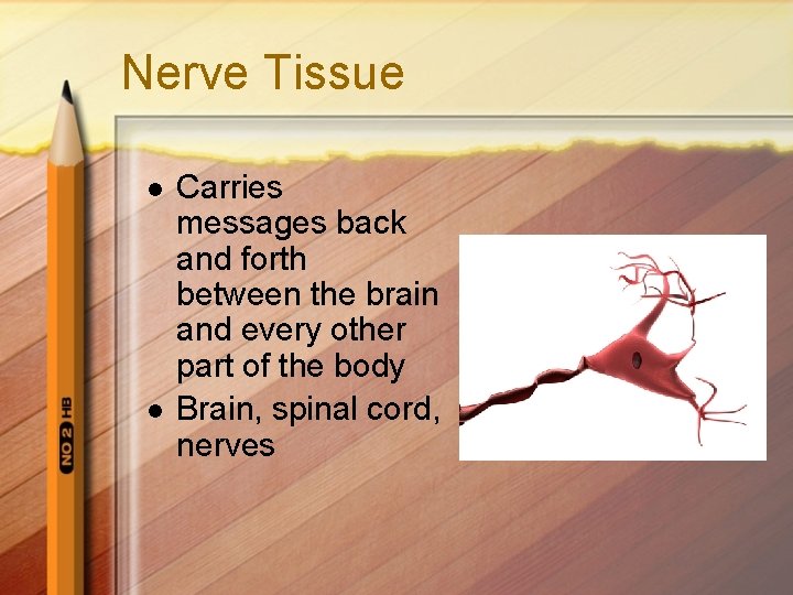 Nerve Tissue l l Carries messages back and forth between the brain and every