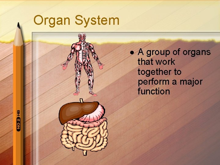 Organ System l A group of organs that work together to perform a major