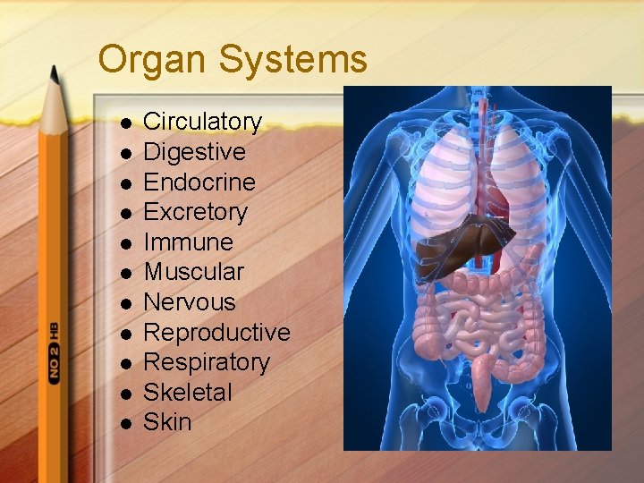 Organ Systems l l l Circulatory Digestive Endocrine Excretory Immune Muscular Nervous Reproductive Respiratory
