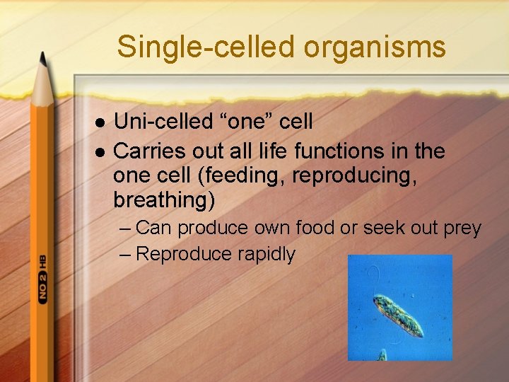Single-celled organisms l l Uni-celled “one” cell Carries out all life functions in the