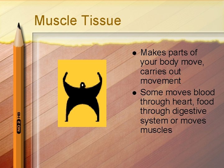Muscle Tissue l l Makes parts of your body move, carries out movement Some