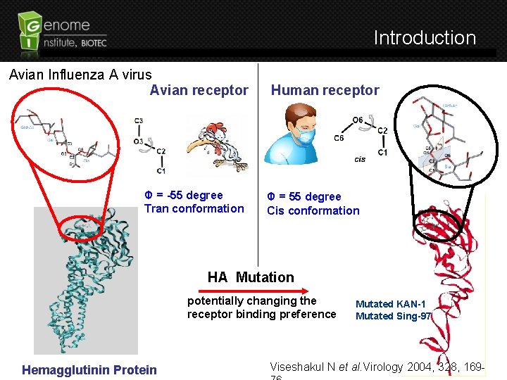 Introduction Avian Influenza A virus Avian receptor Φ = -55 degree Tran conformation Human