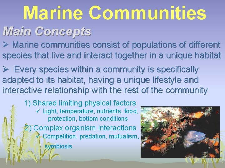 Marine Communities Main Concepts Ø Marine communities consist of populations of different species that
