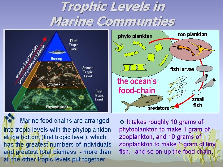 Trophic Levels in Marine Communties v Marine food chains are arranged into tropic levels