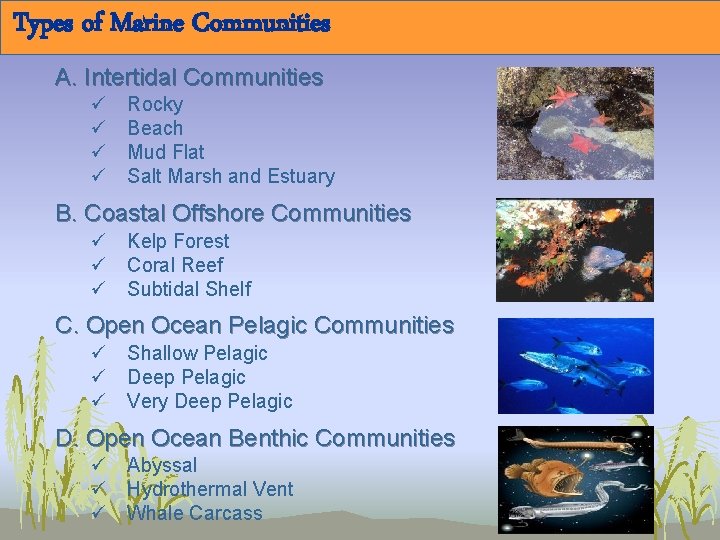 Types of Marine Communities A. Intertidal Communities ü ü Rocky Beach Mud Flat Salt