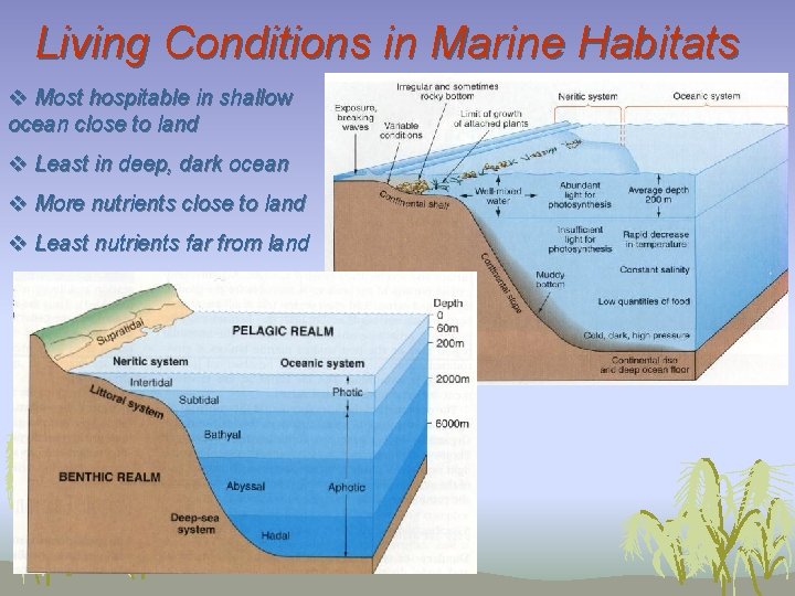 Living Conditions in Marine Habitats v Most hospitable in shallow ocean close to land