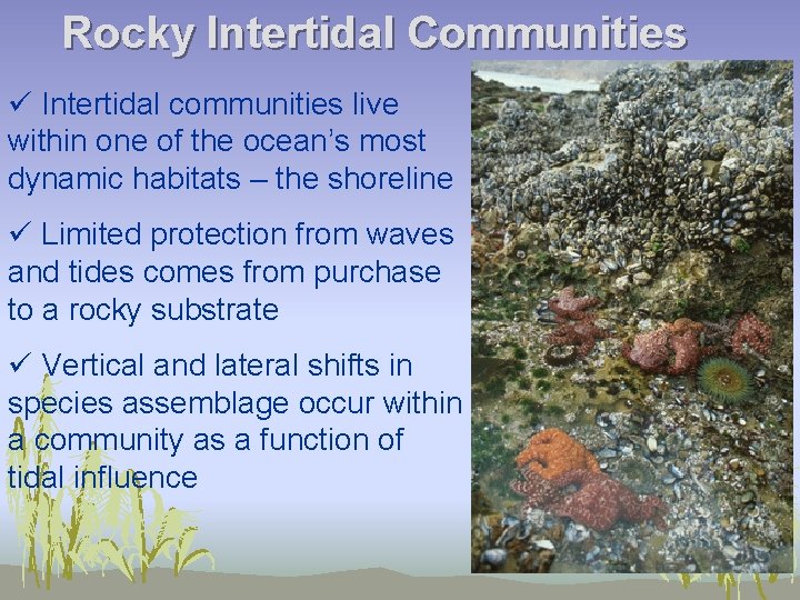 Rocky Intertidal Communities ü Intertidal communities live within one of the ocean’s most dynamic