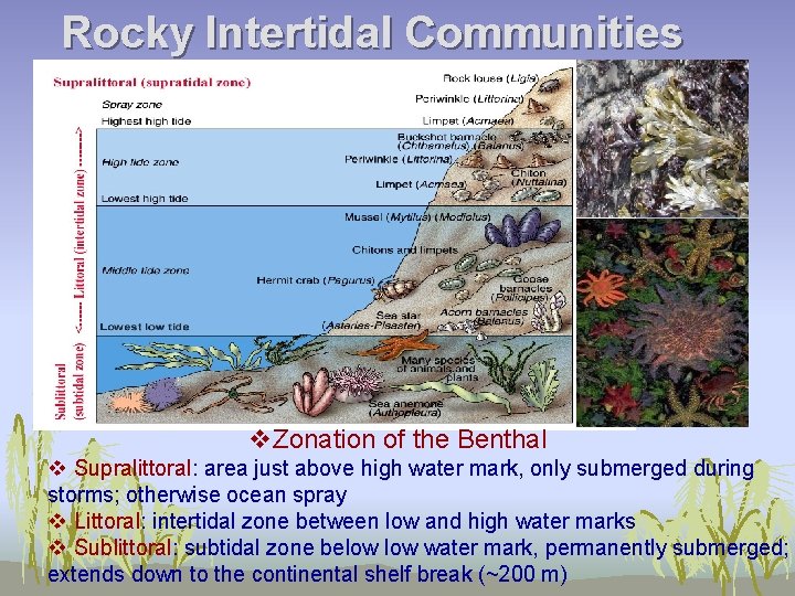 Rocky Intertidal Communities v. Zonation of the Benthal v Supralittoral: area just above high