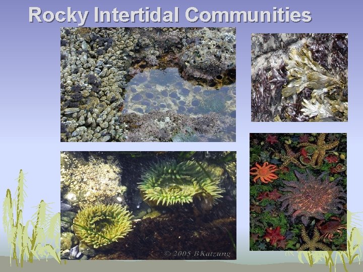 Rocky Intertidal Communities 