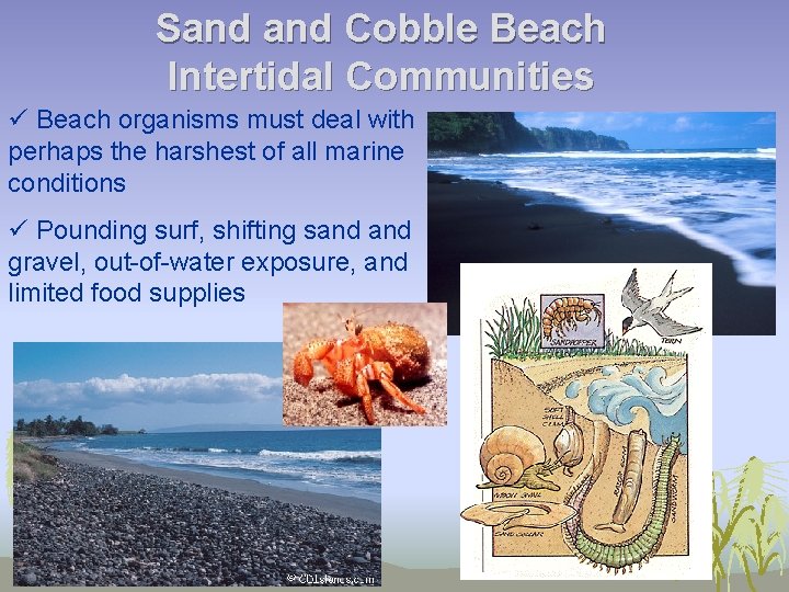 Sand Cobble Beach Intertidal Communities ü Beach organisms must deal with perhaps the harshest