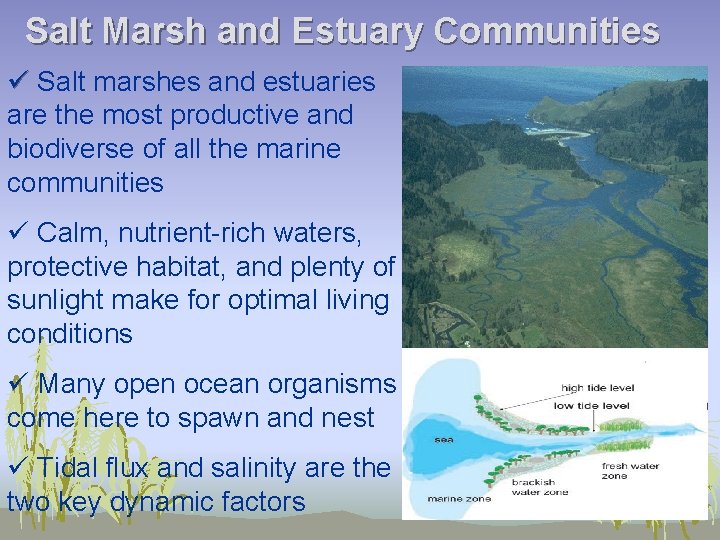 Salt Marsh and Estuary Communities ü Salt marshes and estuaries are the most productive