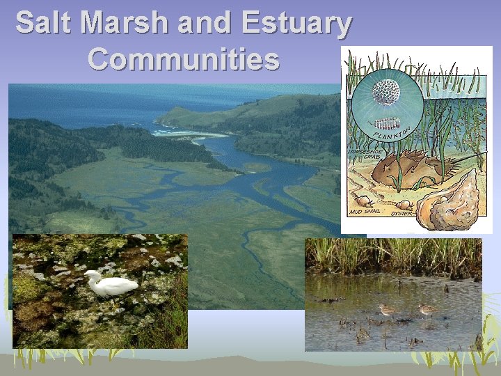 Salt Marsh and Estuary Communities 
