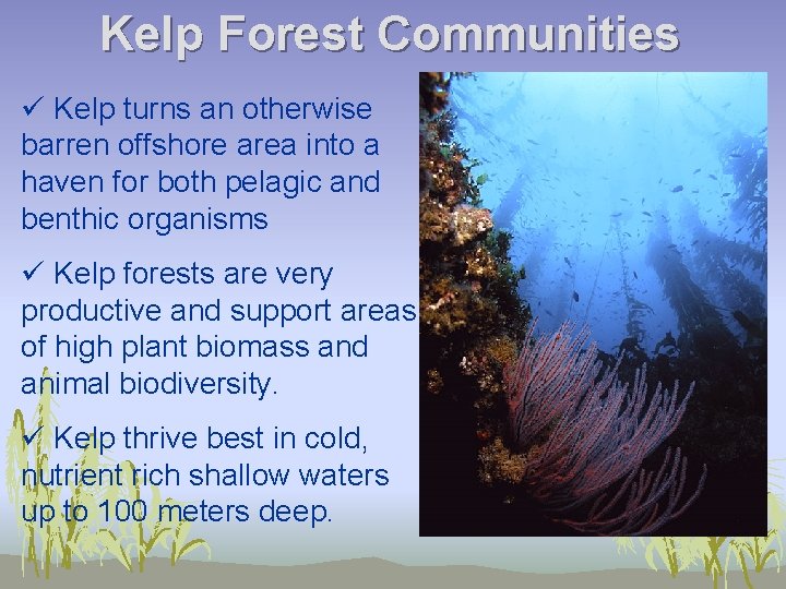 Kelp Forest Communities ü Kelp turns an otherwise barren offshore area into a haven