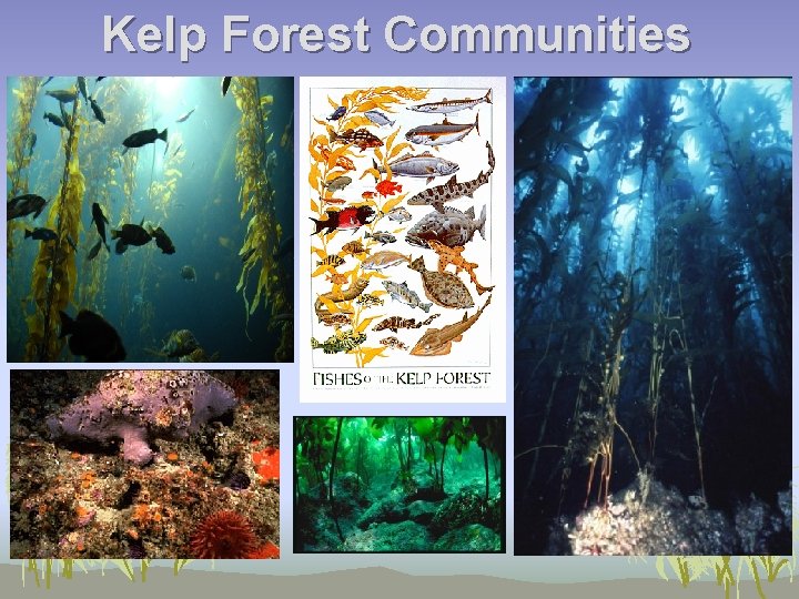 Kelp Forest Communities 